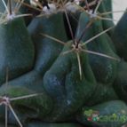 Collecion de pacofloydwaters