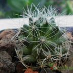 Collecion de pacofloydwaters