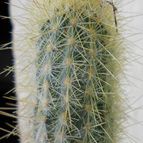 Collecion de pacofloydwaters