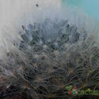 Collecion de pacofloydwaters