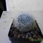 Collecion de pacofloydwaters