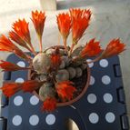 Collecion de parz2402