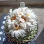 Coryphantha maiz-tablasensis