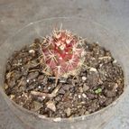 Collecion de patocactus
