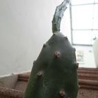 Collecion de patriciosdg