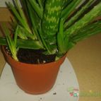 Collecion de paularompe