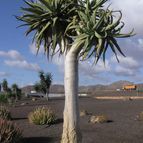Aloe dichotoma ssp. dichotoma