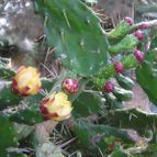 Collecion de pencas