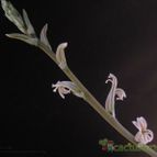 Collecion de pencas