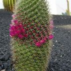 Collecion de pencas