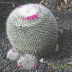 Collecion de pencas