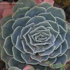 Collecion de pencas