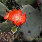 Collecion de pencas