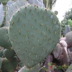 Collecion de pencas