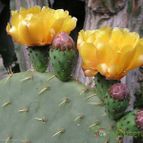 Collecion de pencas