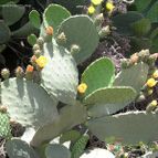 Collecion de pencas