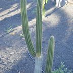 Collecion de pencas