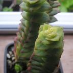 Crassula rupestris ssp. commutata fma. variegada