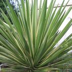 Collecion de pencas