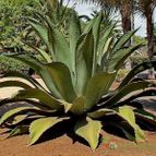 Collecion de pencas