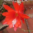 Collecion de pencas
