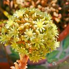 Collecion de pepeche