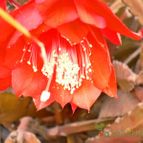 Collecion de pepeche
