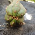 Collecion de perrp