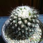 Collecion de pincho_villa