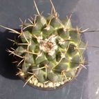 Collecion de pincho_villa