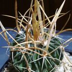 Collecion de pincho_villa