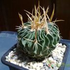 Collecion de pincho_villa