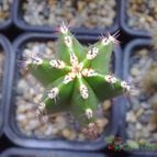 Collecion de pincho_villa