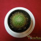 Collecion de pincho_villa