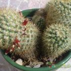 Collecion de pincho_villa