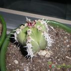 Collecion de pincho_villa