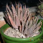 Collecion de pincho_villa