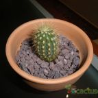 Collecion de pincho_villa
