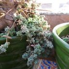 Collecion de pincho_villa