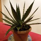 Collecion de pincho_villa