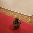 Collecion de pincho_villa