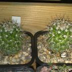 Collecion de pincho_villa