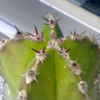 Collecion de pincho_villa
