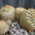 Collecion de pincho_villa