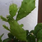 Collecion de pincho_villa