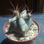 Collecion de pincho_villa