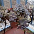 Collecion de pincho_villa