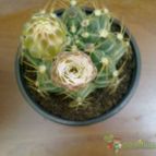 Collecion de pincho_villa