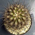 Collecion de pincho_villa