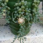 Collecion de pincho_villa